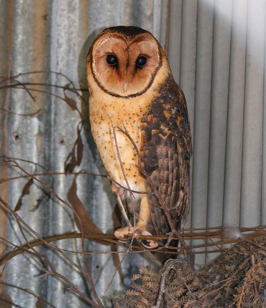 Masked Owl (Image ID 33546)