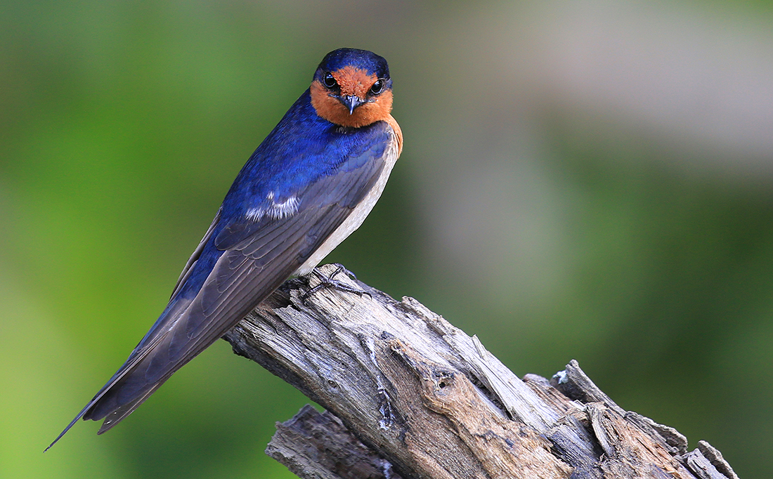 Welcome Swallow (Image ID 33491)