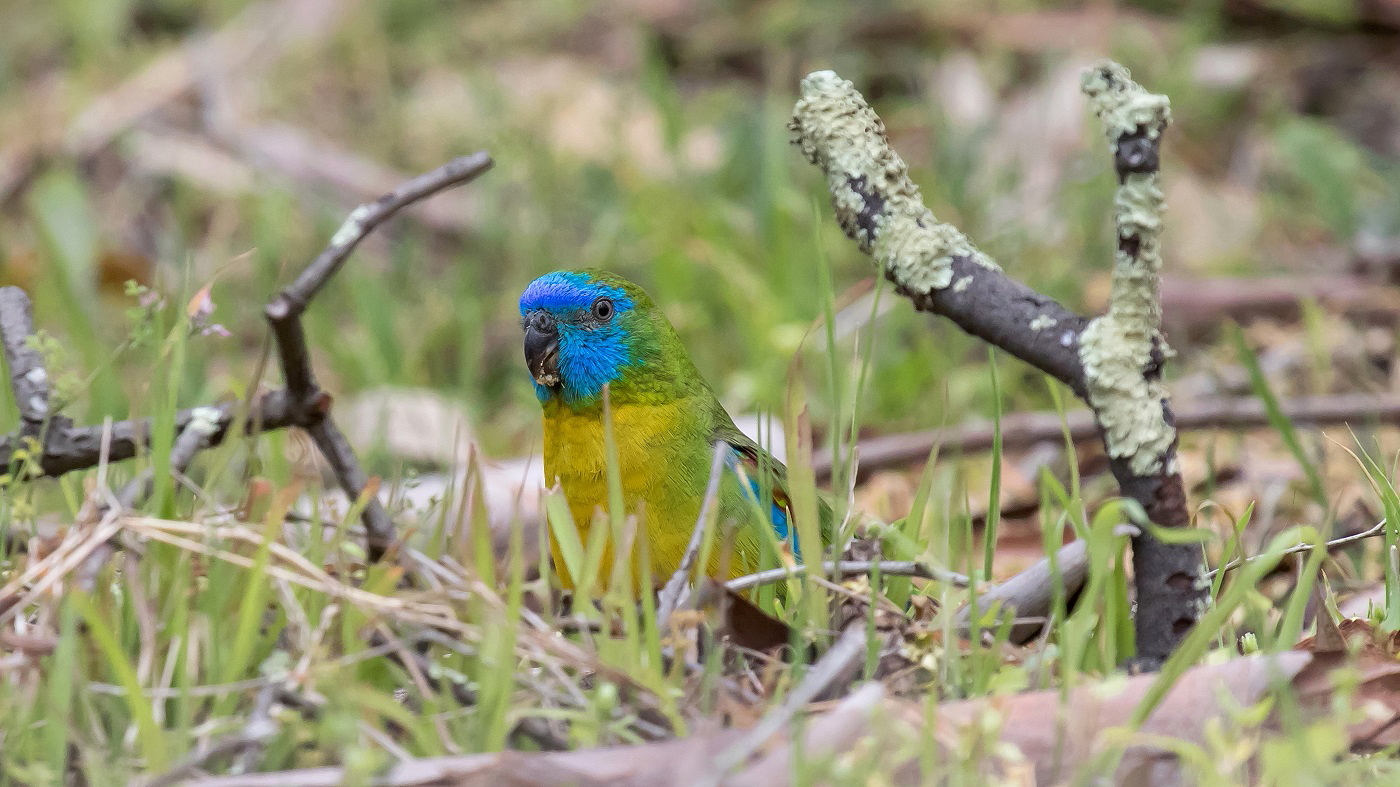 Turquoise Parrot (Image ID 33539)