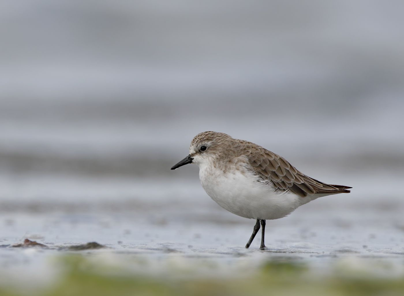 Red-necked Stint (Image ID 33457)