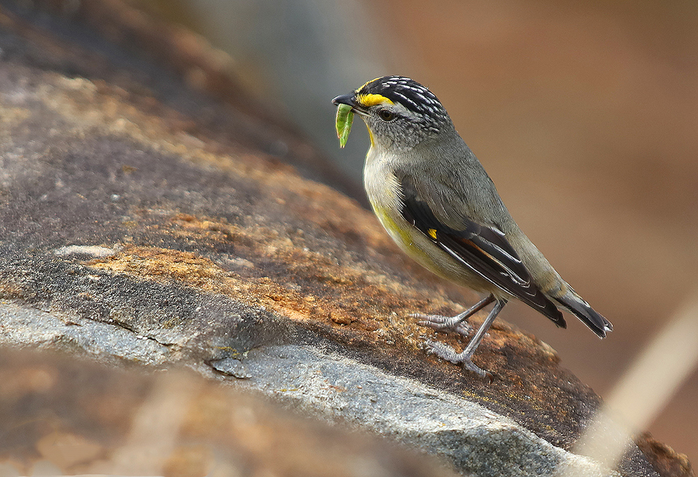 Striated Pardalote (Image ID 33717)