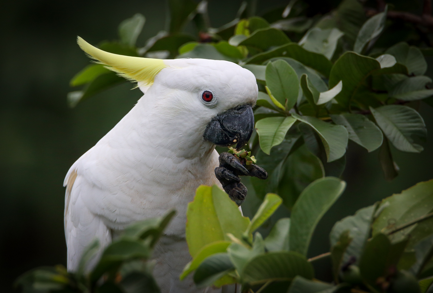 Sulphur-crested Cockatoo (Image ID 33537)