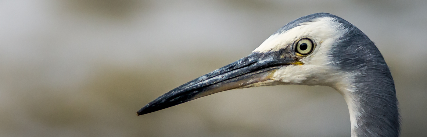 White-faced Heron (Image ID 33787)