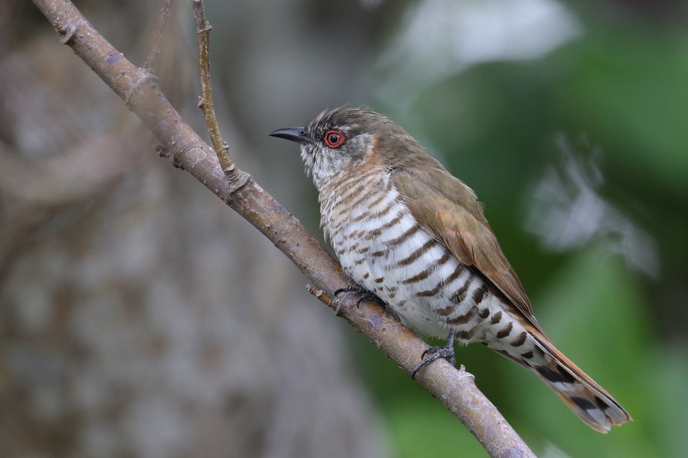 Little Bronze-Cuckoo (Image ID 33349)