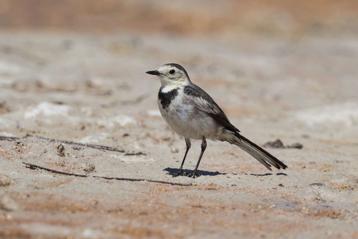 White Wagtail (Image ID 33716)