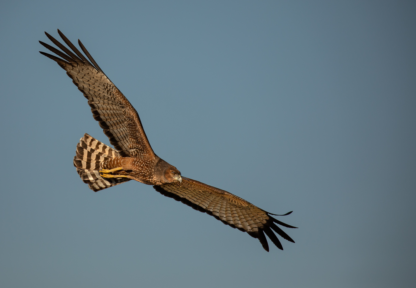 Spotted Harrier (Image ID 33376)