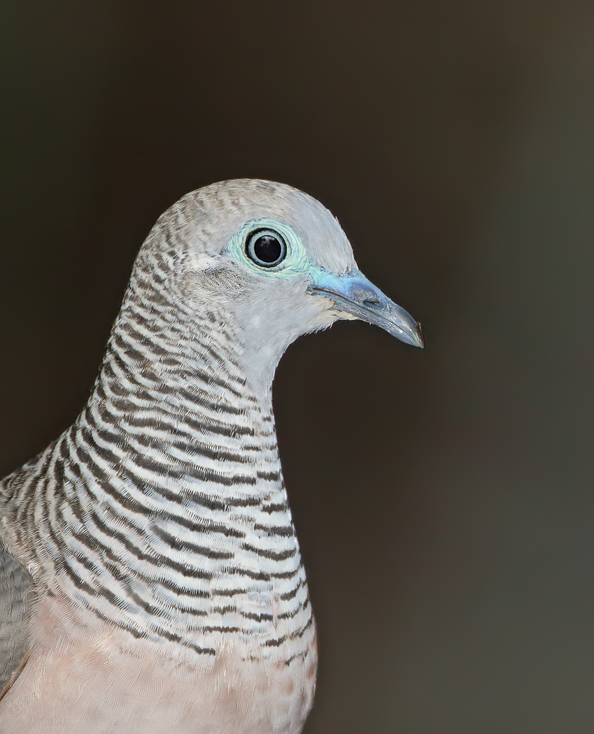 Peaceful Dove (Image ID 33644)