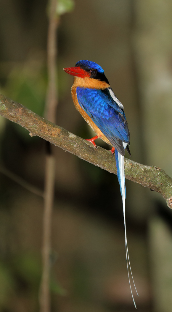 Buff-breasted Paradise-Kingfisher (Image ID 33473)