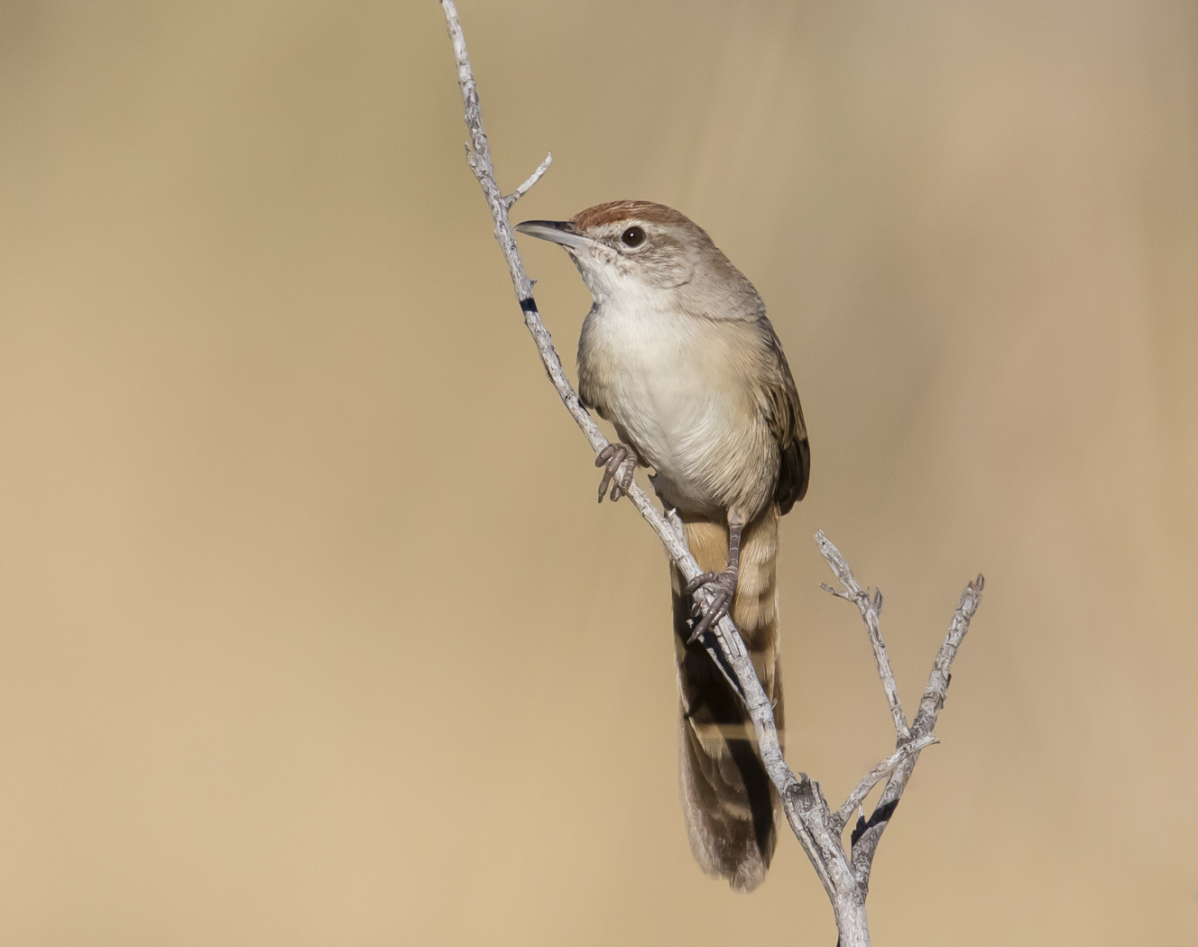 Spinifexbird (Image ID 33819)