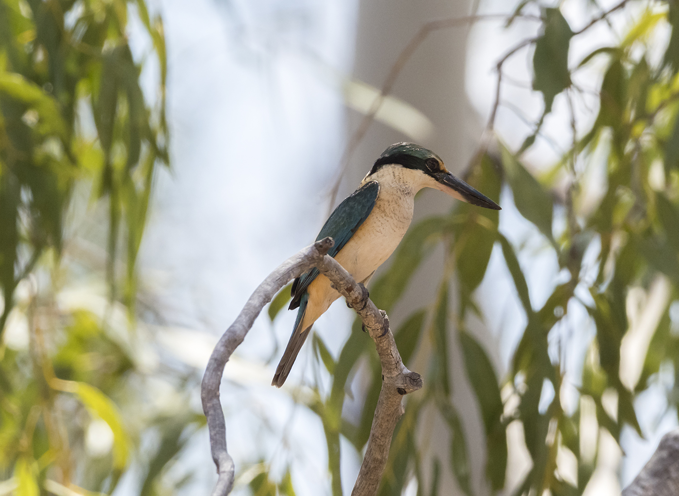 Sacred Kingfisher (Image ID 33645)