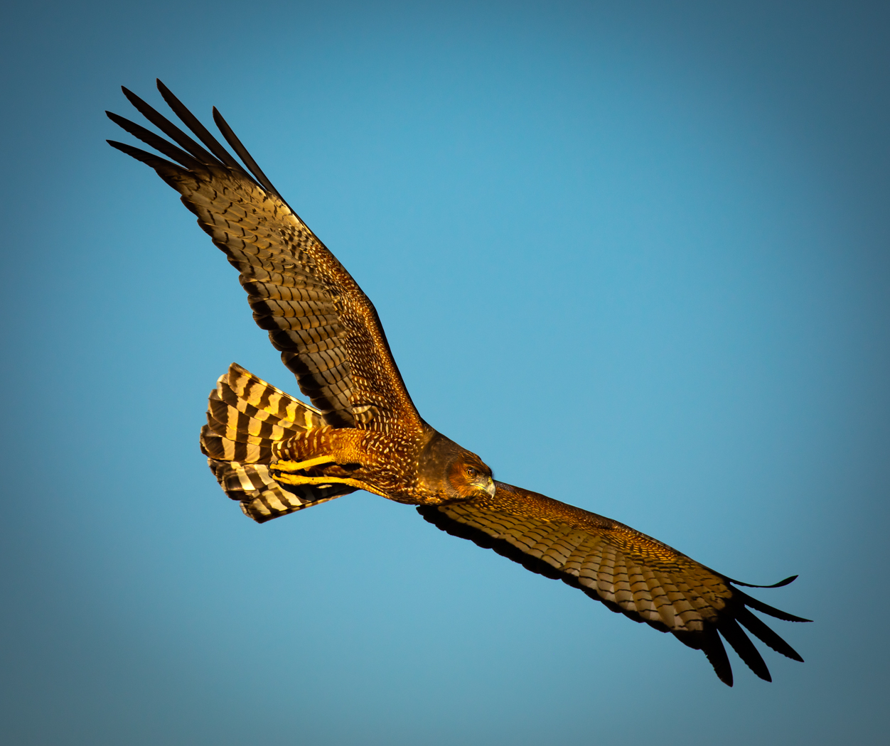 Spotted Harrier (Image ID 33365)
