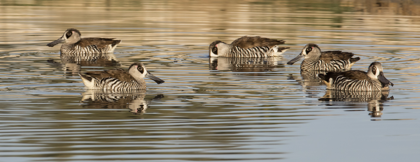 Pink-eared Duck (Image ID 33881)