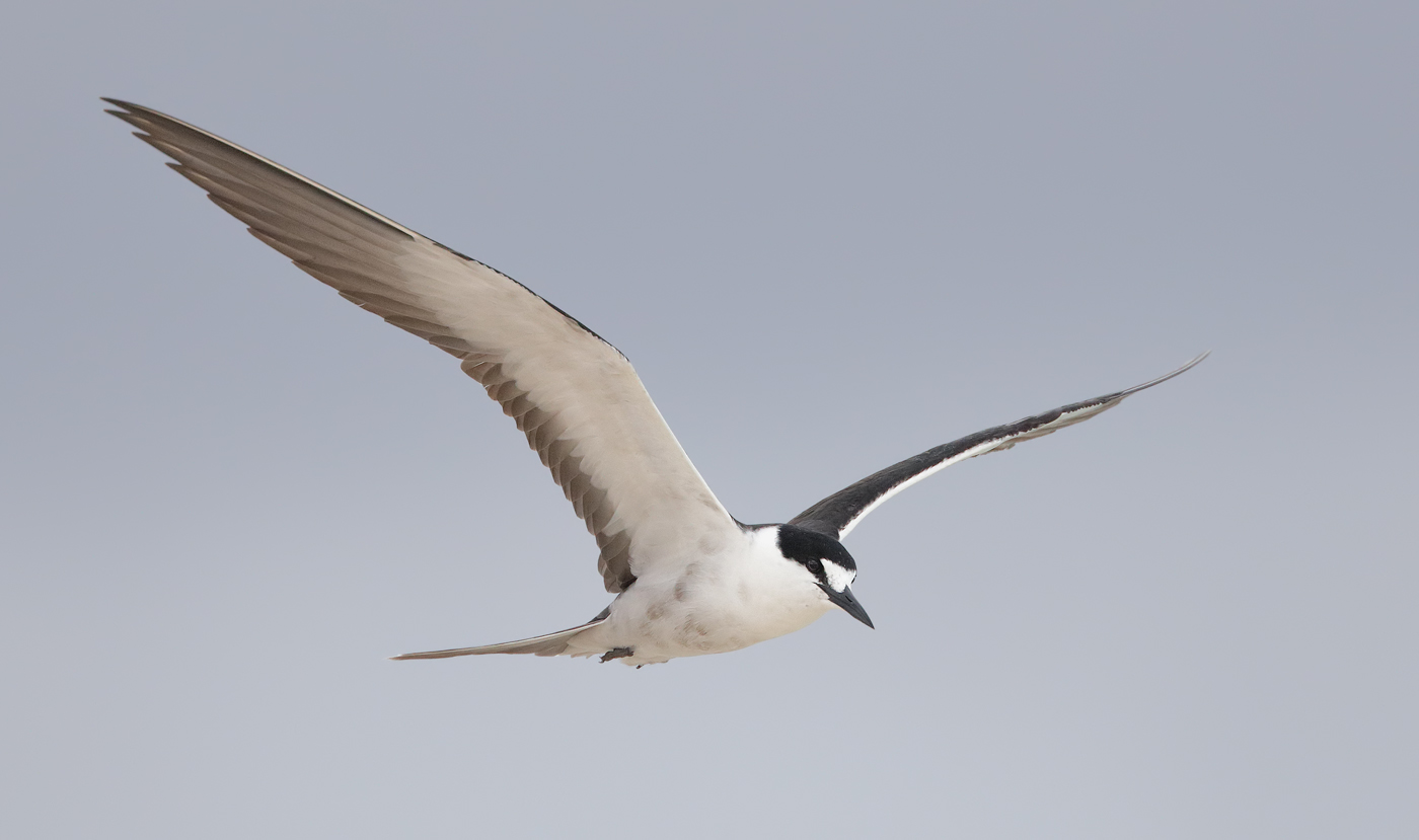 Sooty Tern (Image ID 33272)