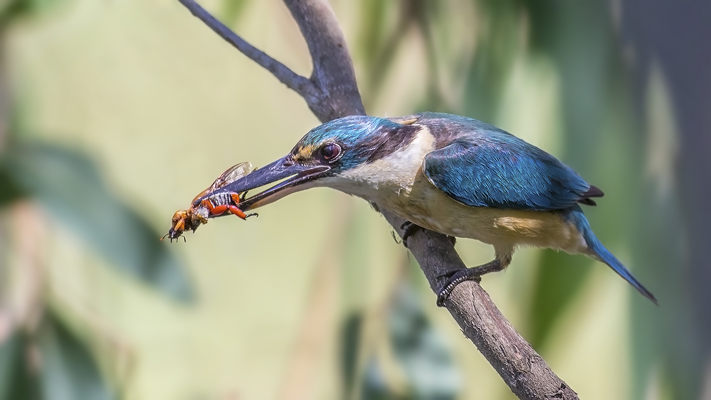 Sacred Kingfisher (Image ID 33888)