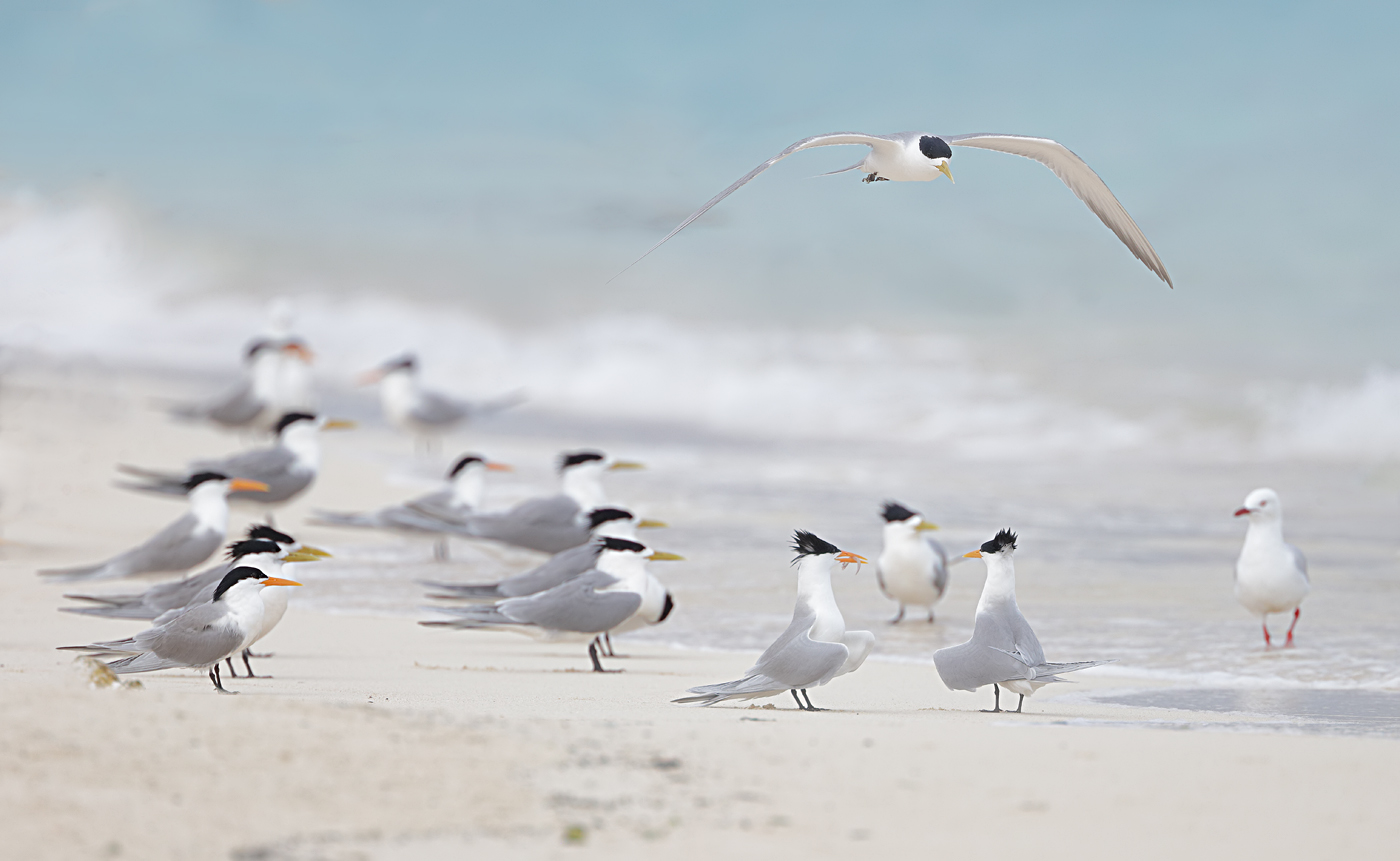 Lesser Crested Tern,Greater Crested Tern (Image ID 33320)