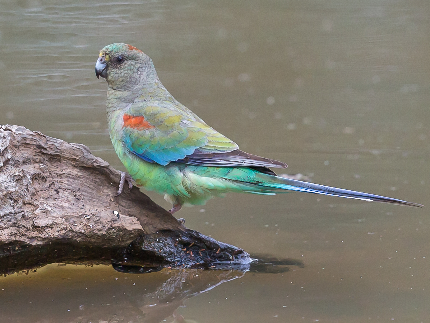 Mulga Parrot (Image ID 33726)