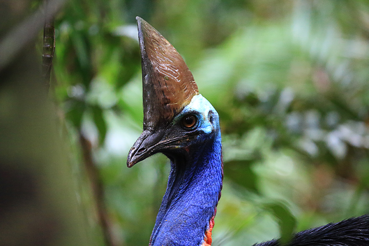 Southern Cassowary (Image ID 33547)