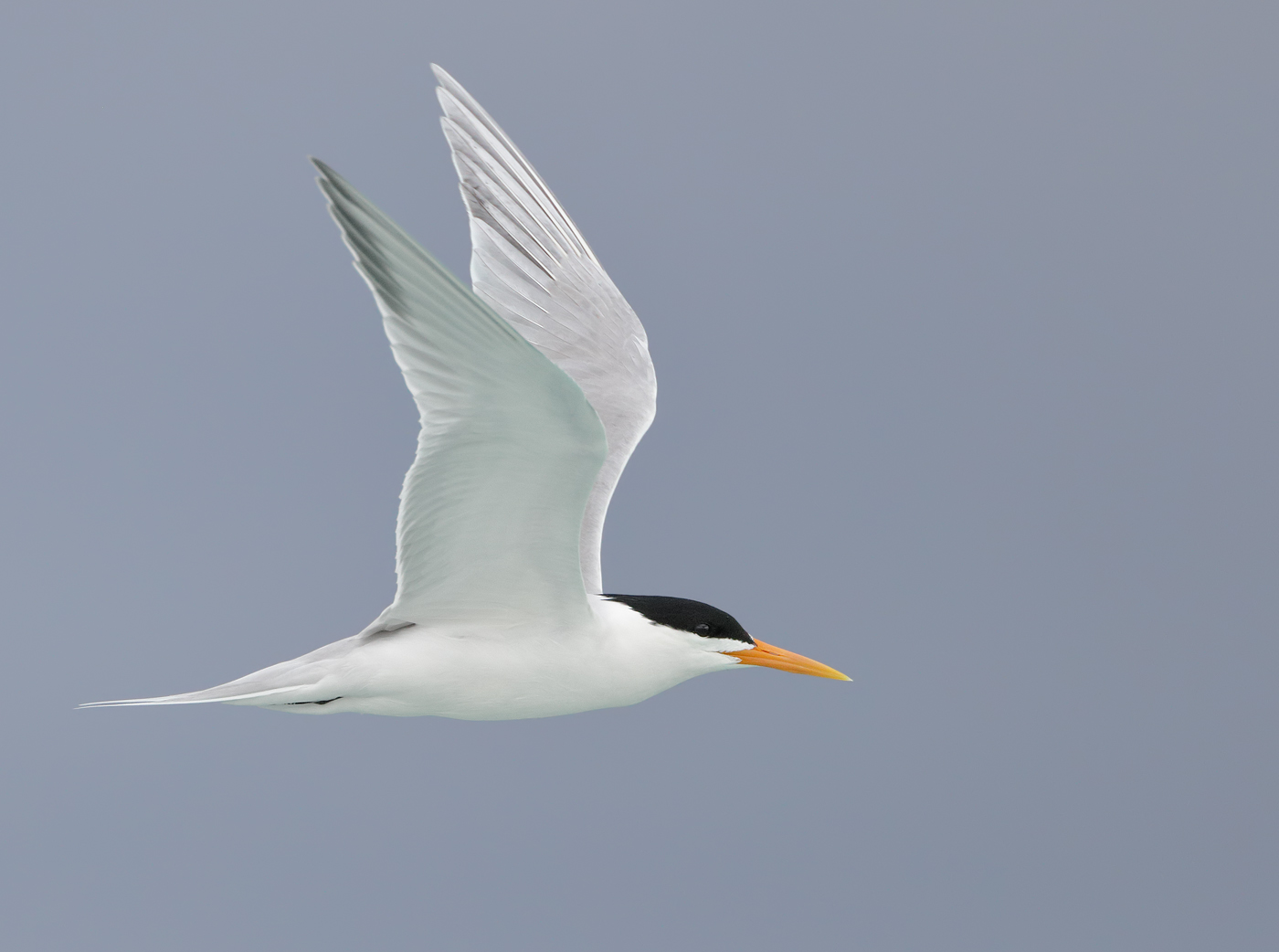Lesser Crested Tern (Image ID 33323)