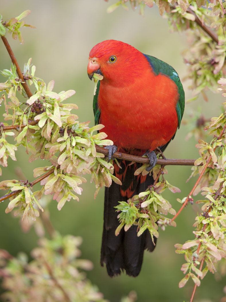 Australian King-Parrot (Image ID 33280)