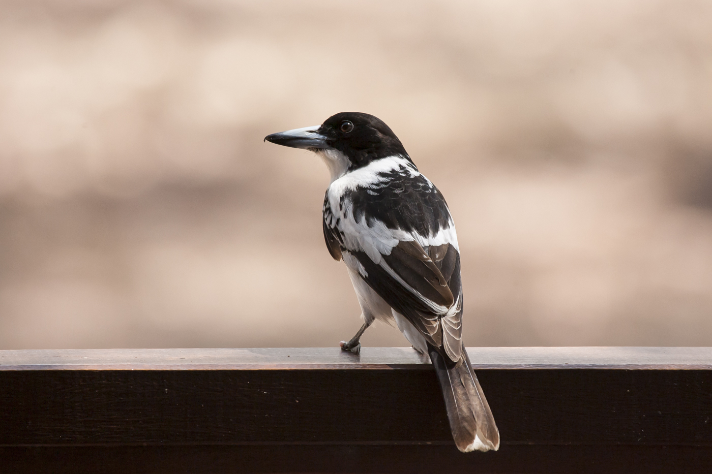Black-backed Butcherbird (Image ID 33522)