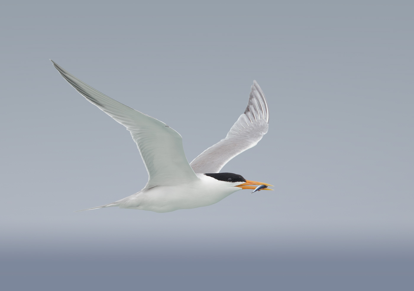 Lesser Crested Tern (Image ID 33322)
