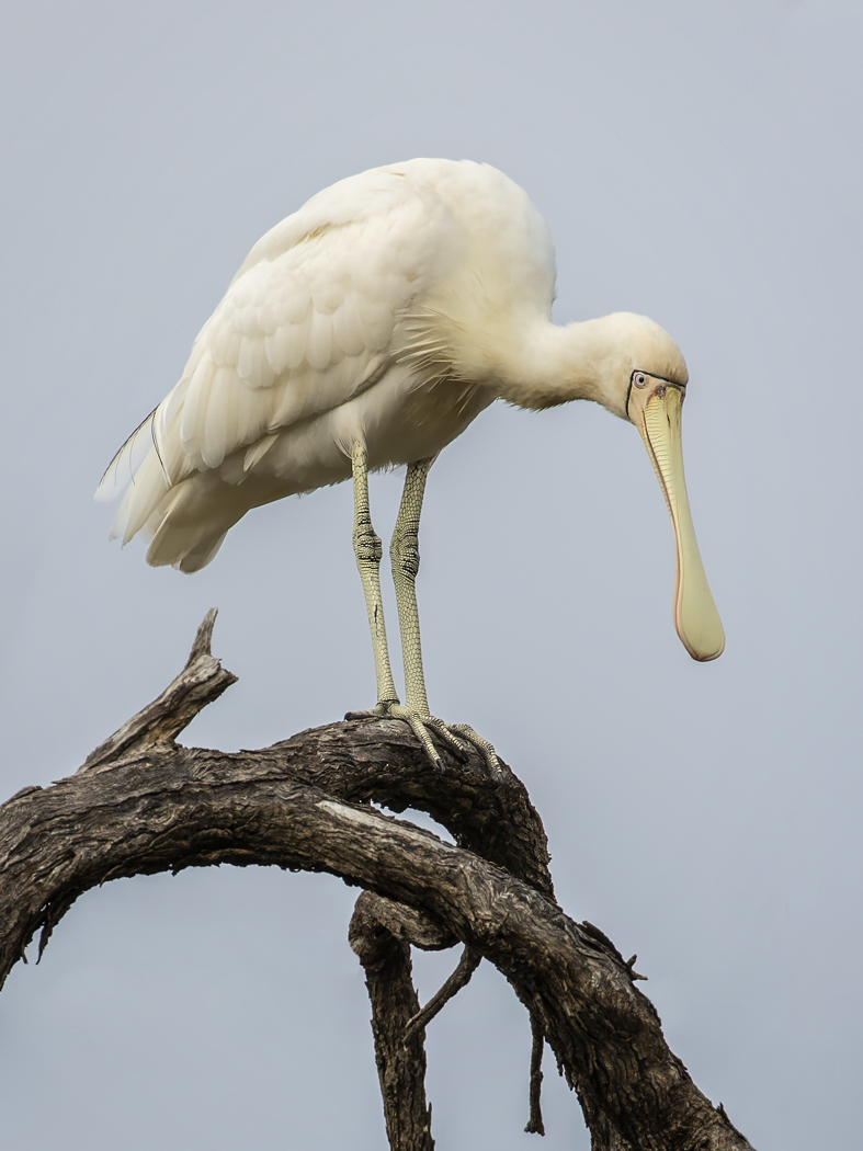Yellow-billed Spoonbill (Image ID 33887)