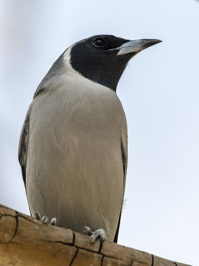 Masked Woodswallow (Image ID 33771)