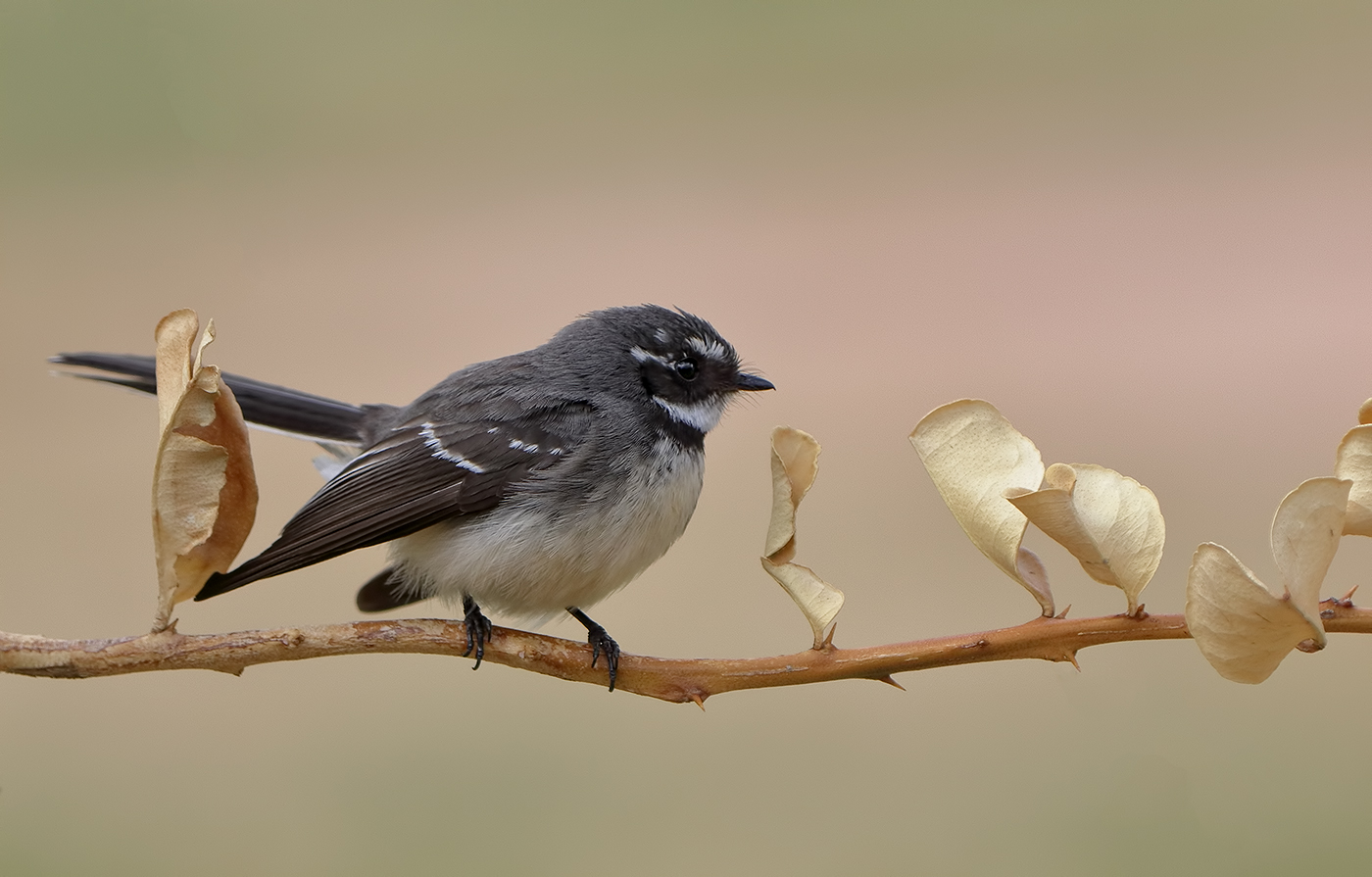 Grey Fantail (Image ID 33824)
