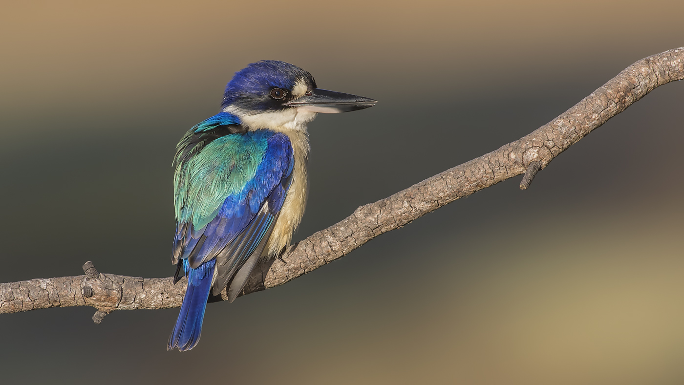 Forest Kingfisher (Image ID 33885)