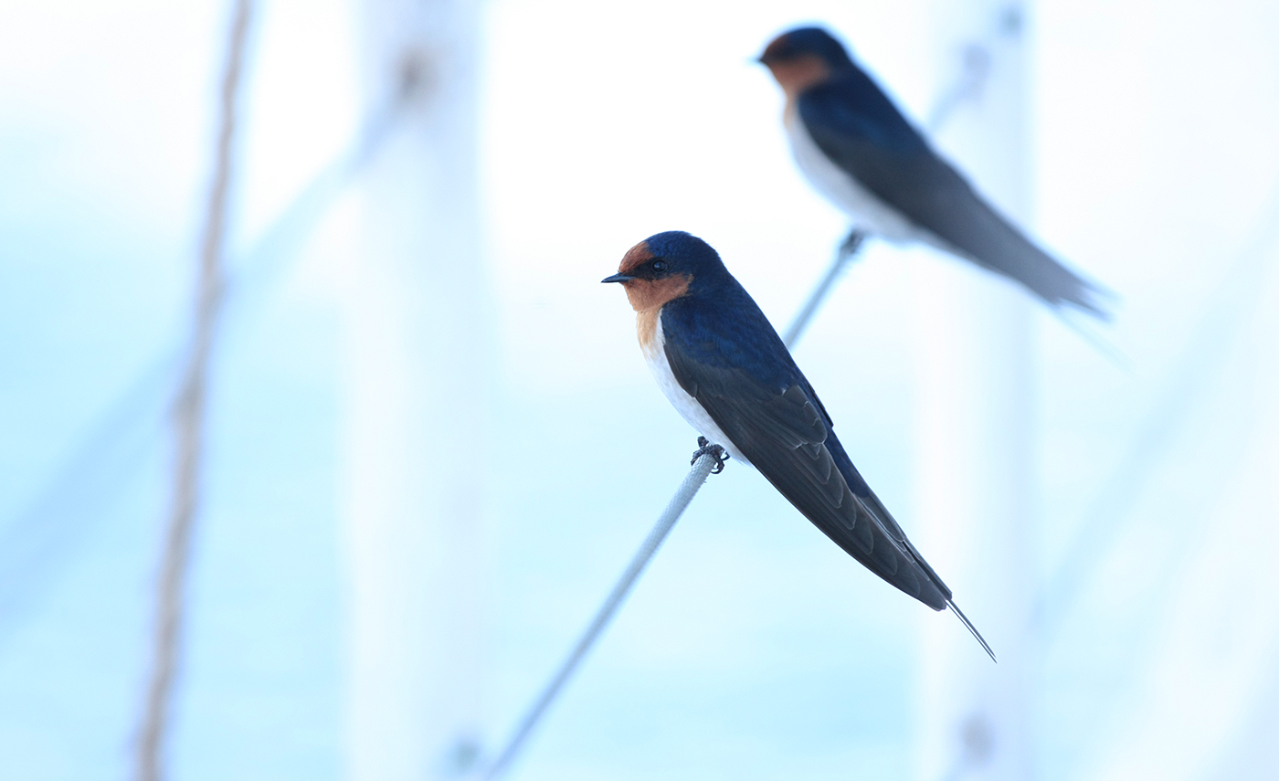 Welcome Swallow (Image ID 33549)