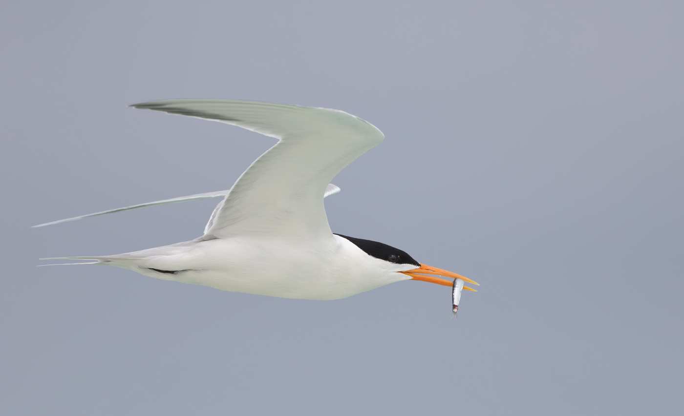 Lesser Crested Tern (Image ID 33321)