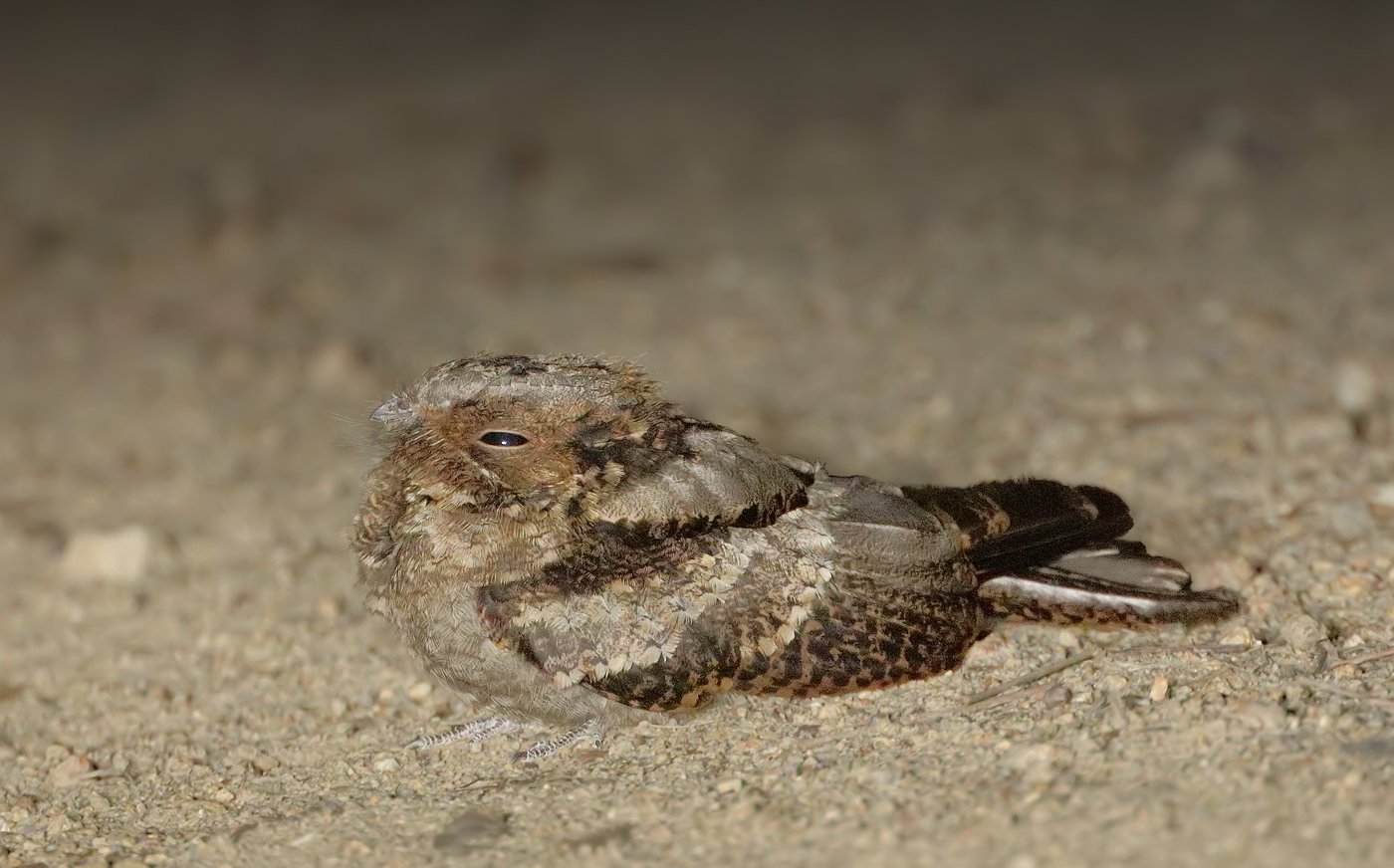 Large-tailed Nightjar (Image ID 33462)