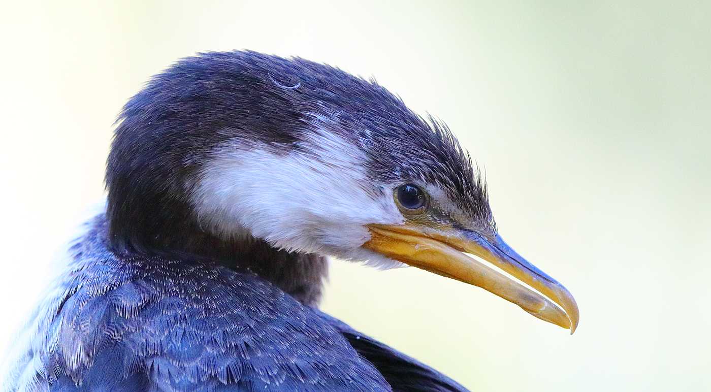 Little Pied Cormorant (Image ID 33743)