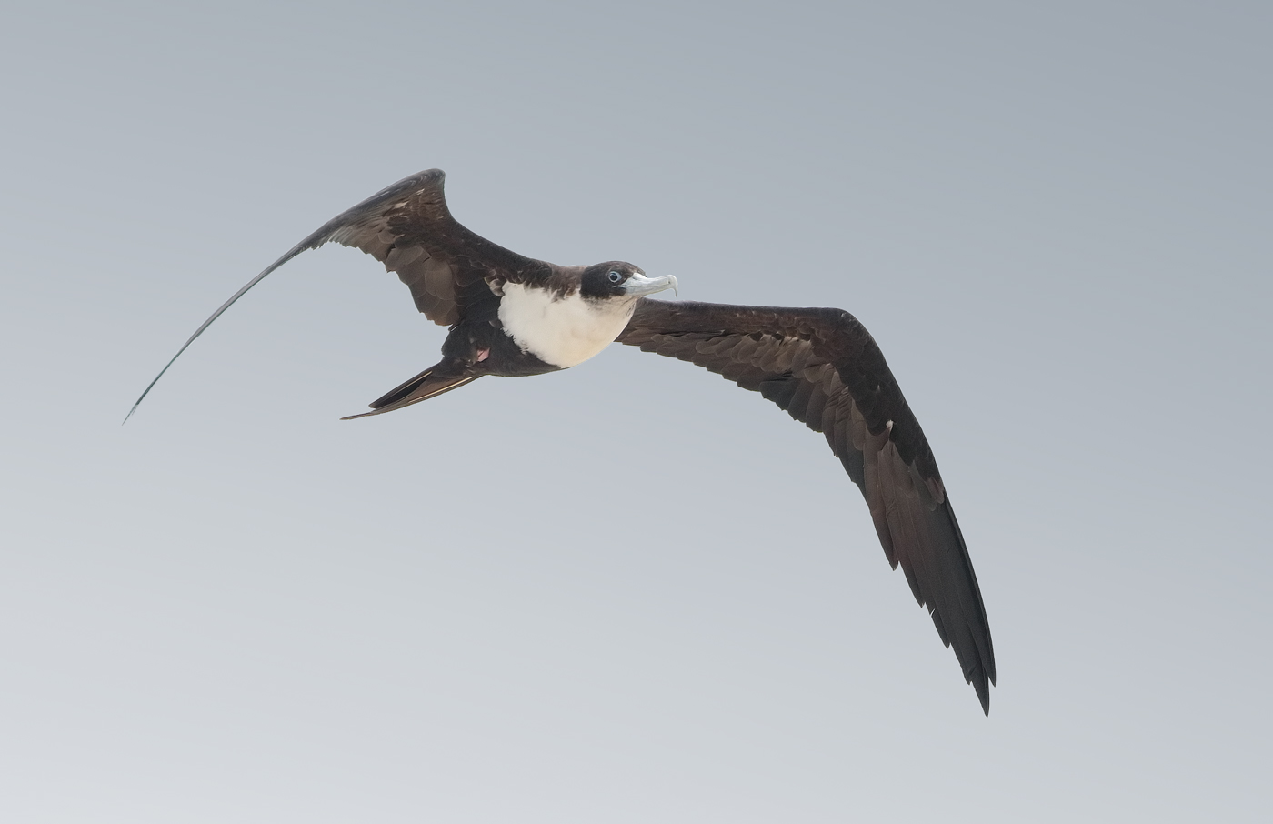 Great Frigatebird (Image ID 33334)