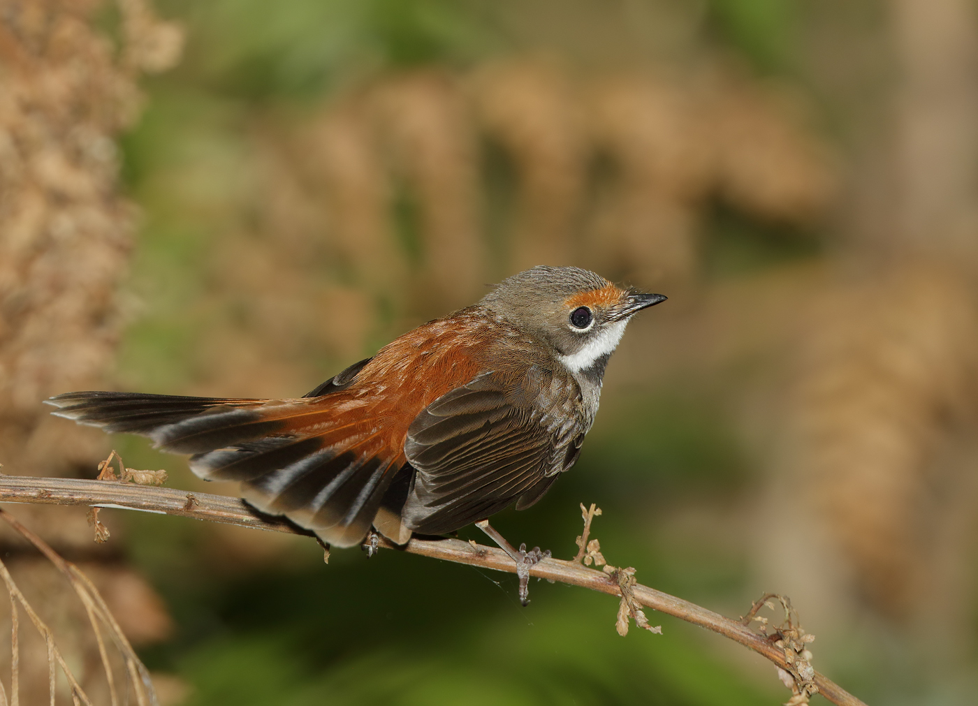 Rufous Fantail (Image ID 33487)