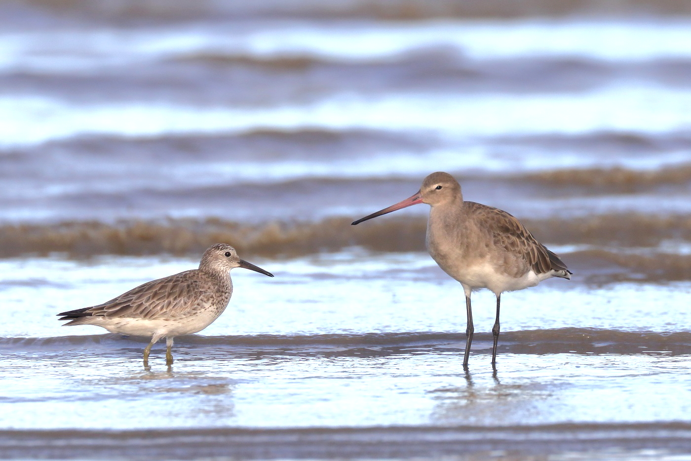 Black-tailed Godwit,Great Knot (Image ID 33596)