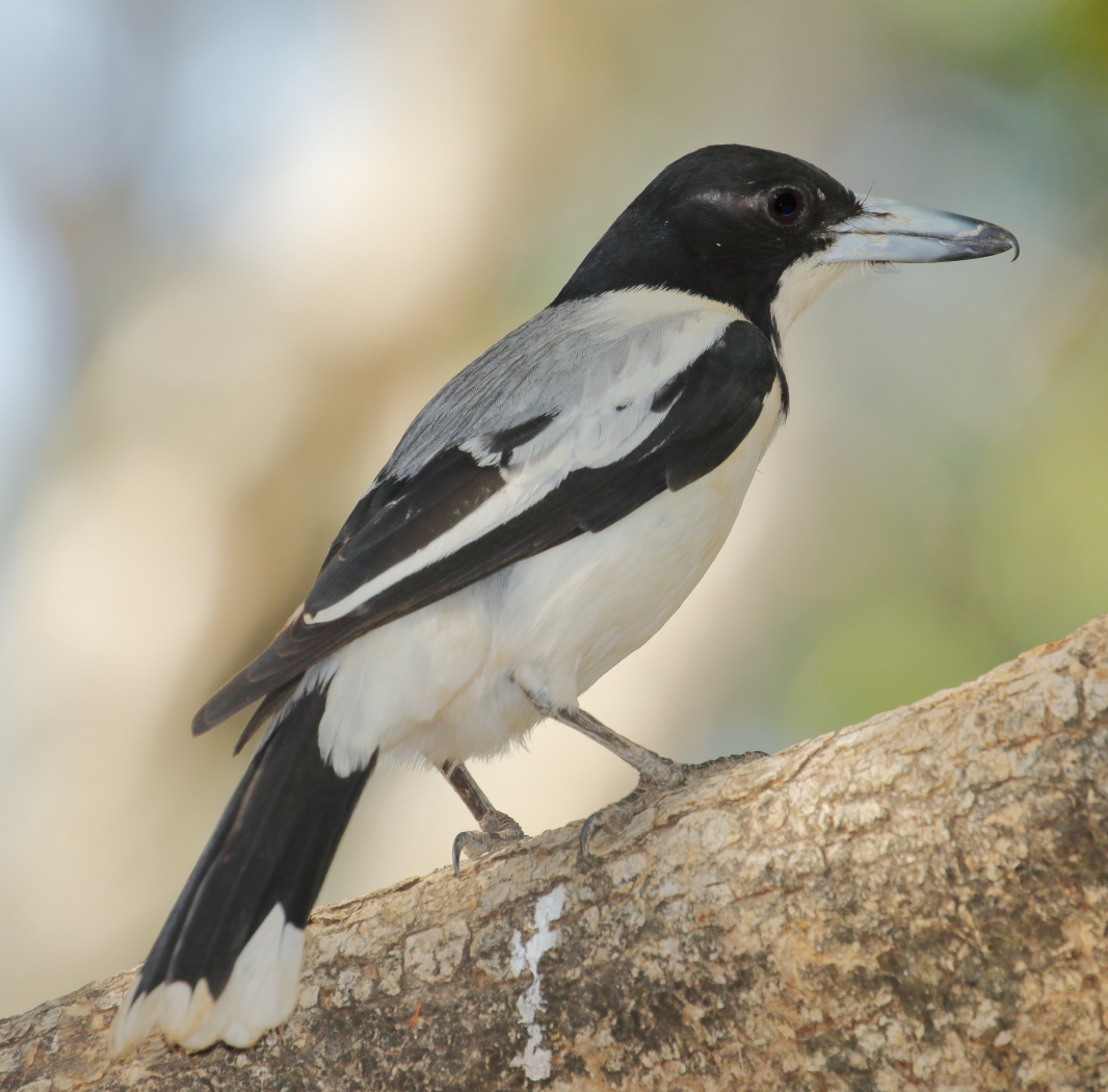 Silver-backed Butcherbird (Image ID 33784)