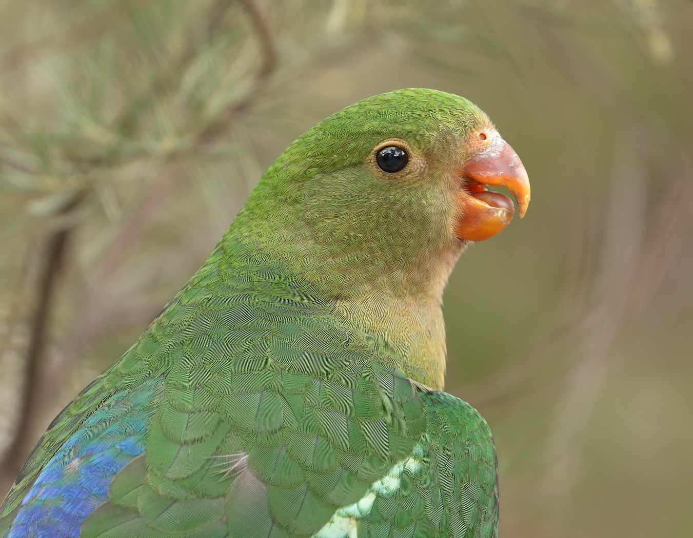 Australian King-Parrot (Image ID 33825)