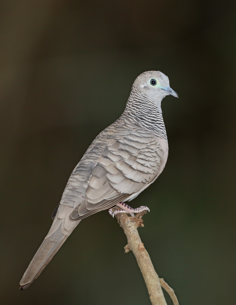Peaceful Dove (Image ID 33641)