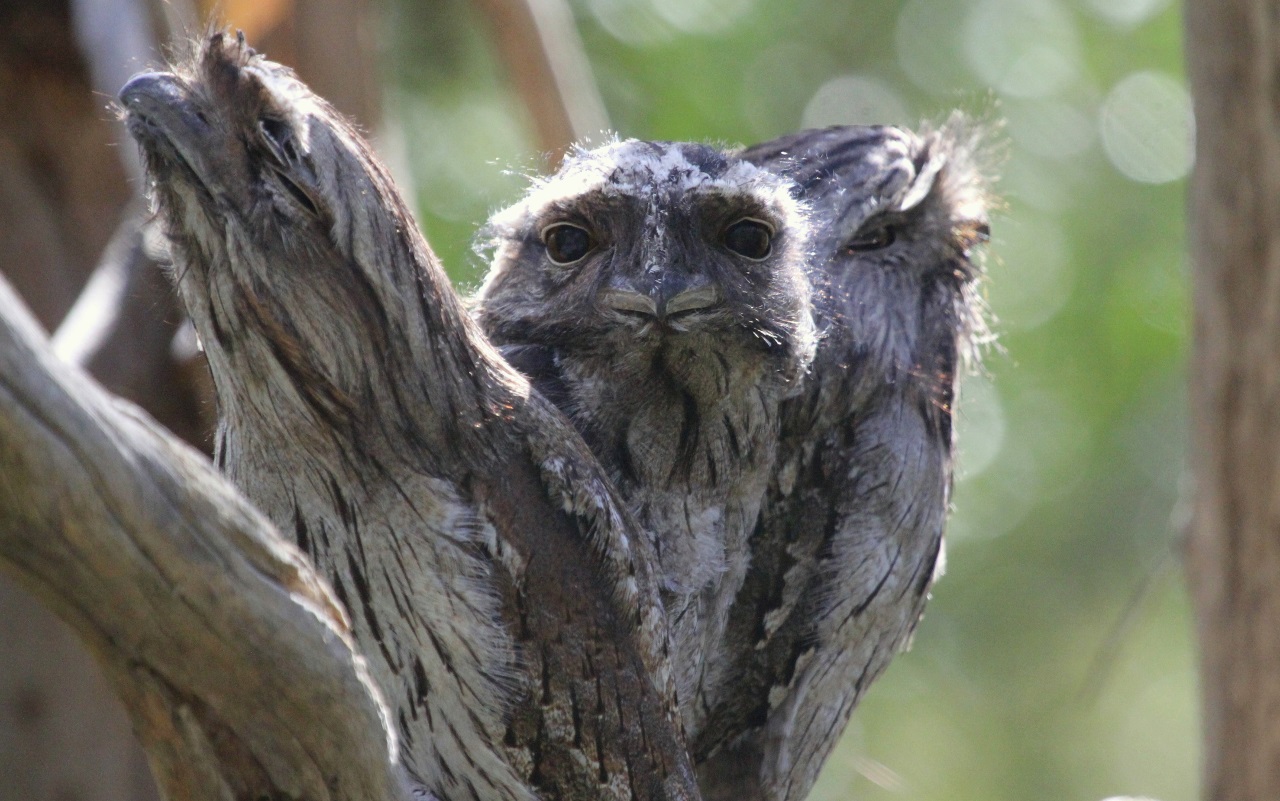 Tawny Frogmouth (Image ID 33398)