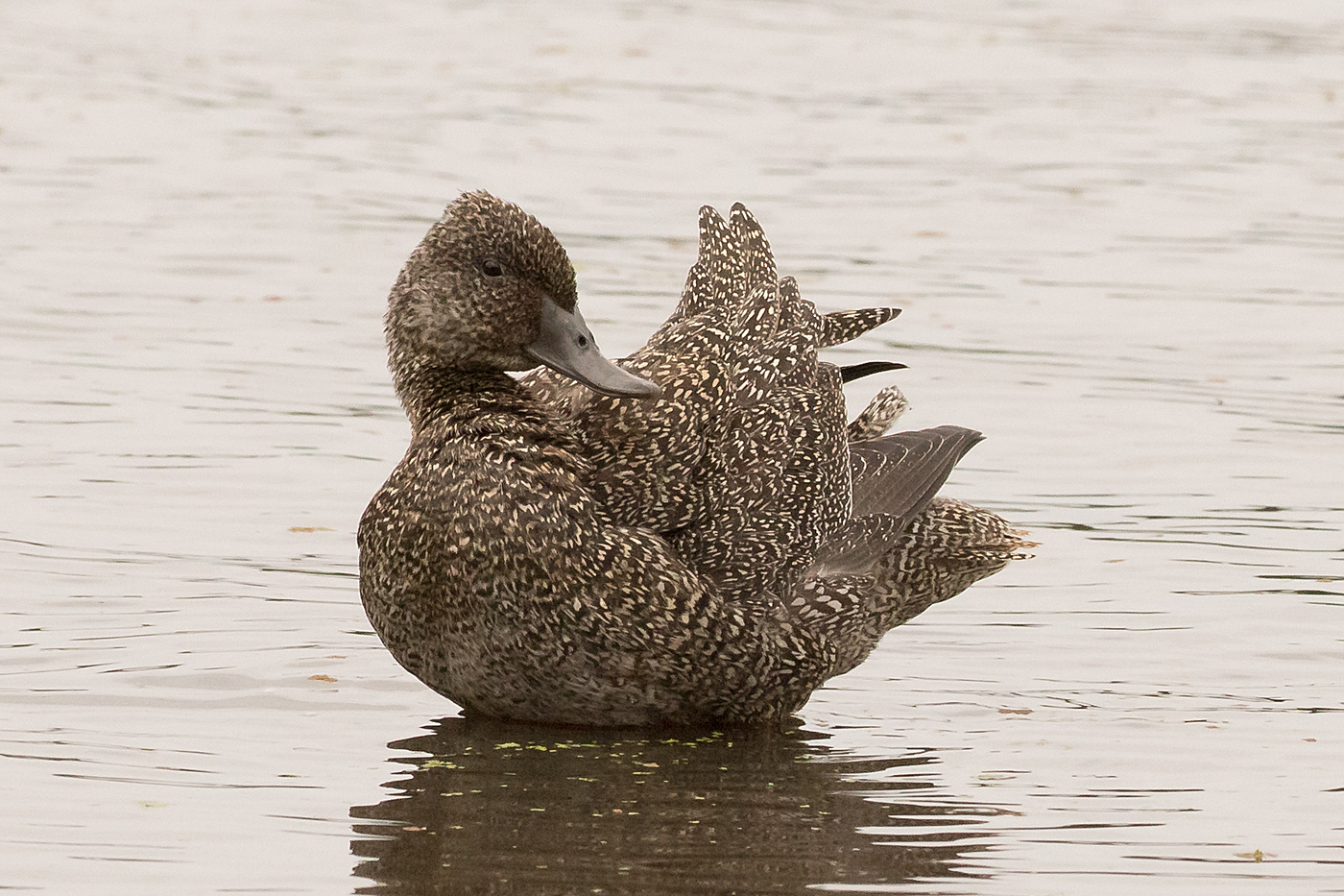 Freckled Duck (Image ID 33265)