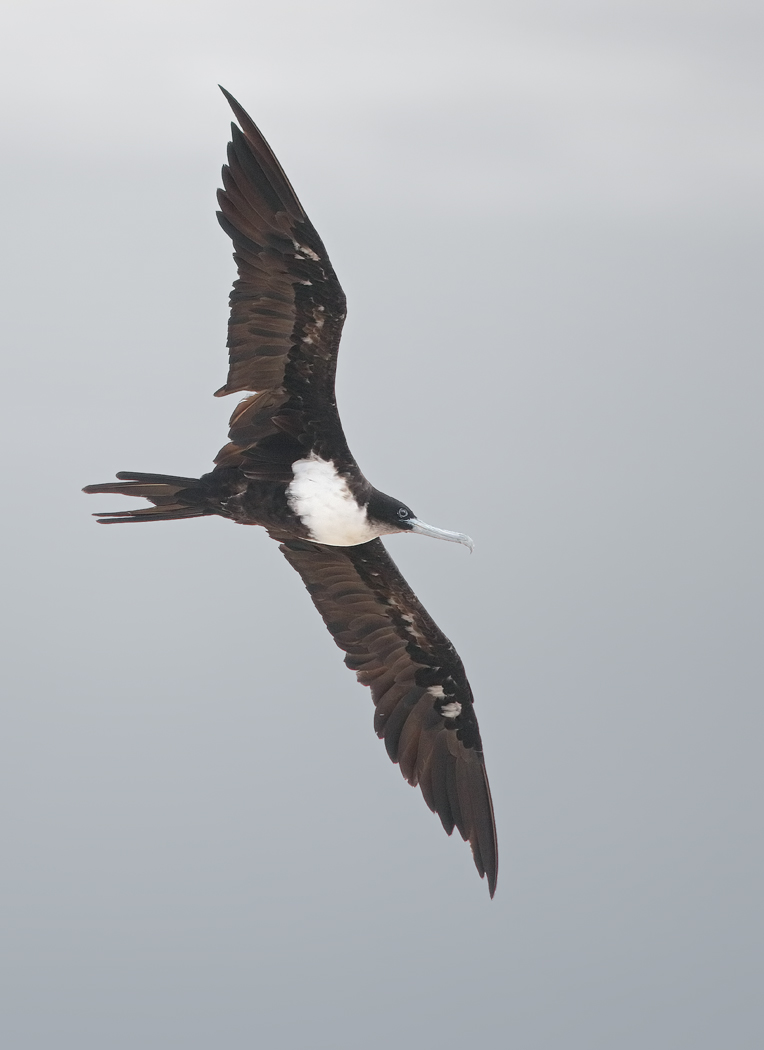 Great Frigatebird (Image ID 33335)