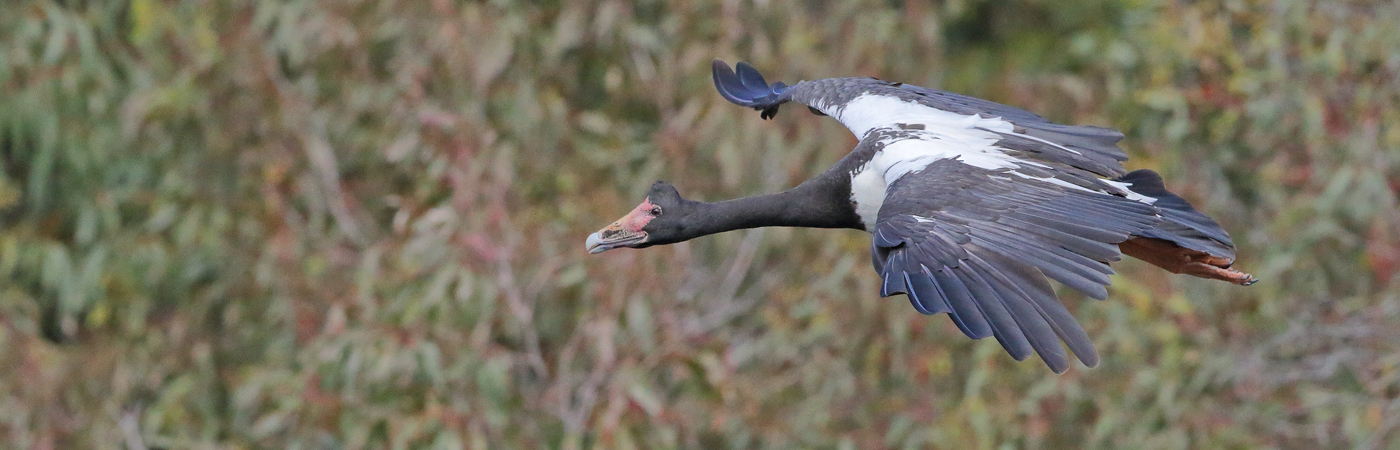 Magpie Goose (Image ID 33451)