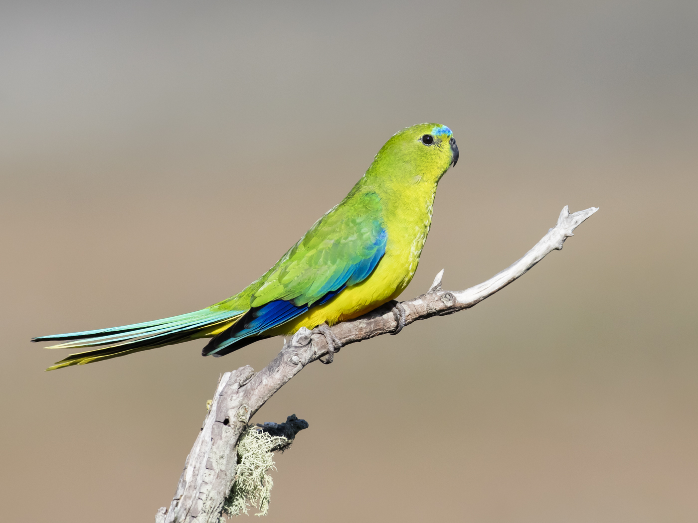 Orange-bellied Parrot (Image ID 33301)