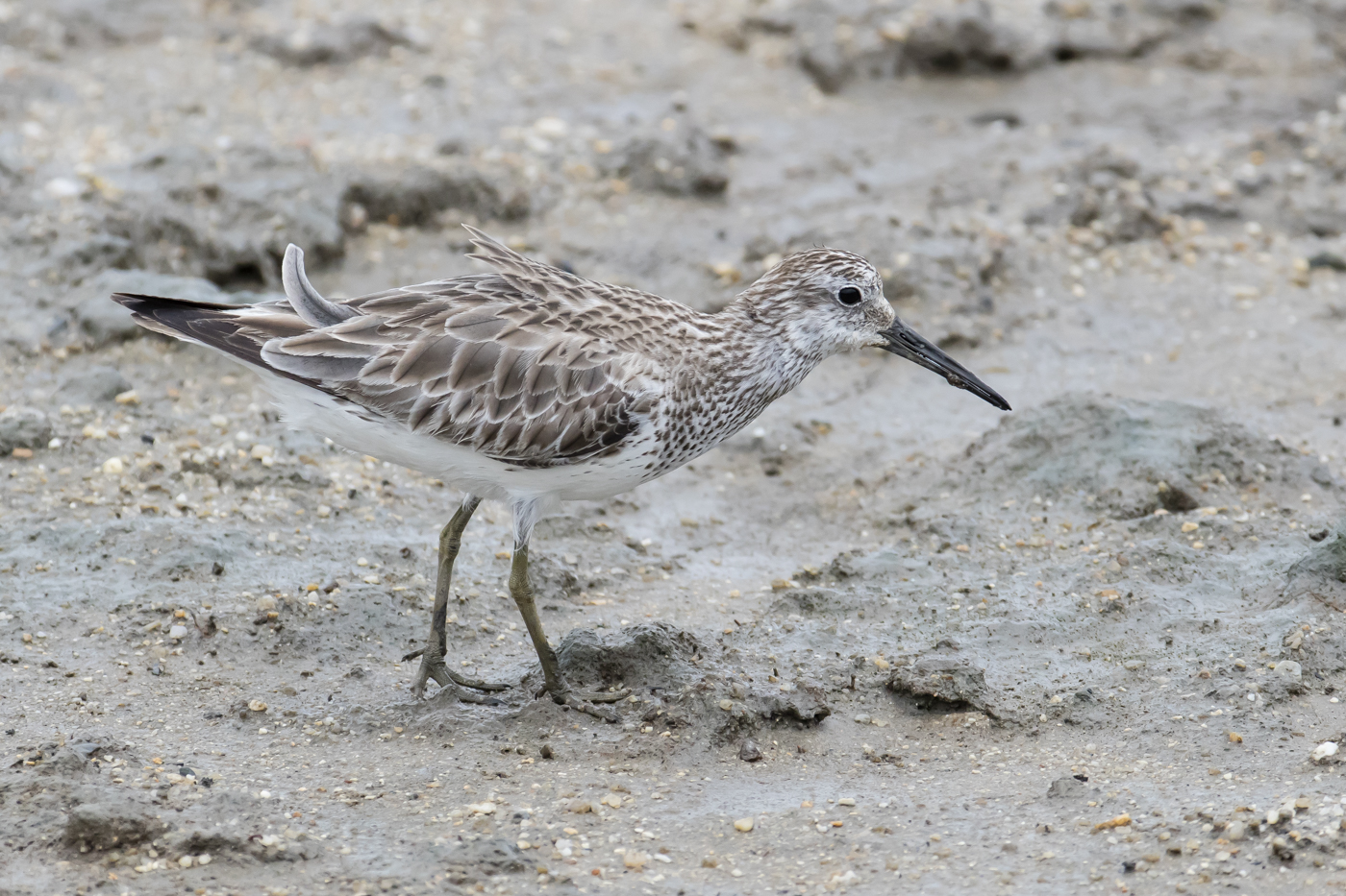 Great Knot (Image ID 33864)