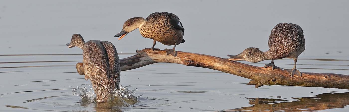 Freckled Duck,Grey Teal (Image ID 33346)