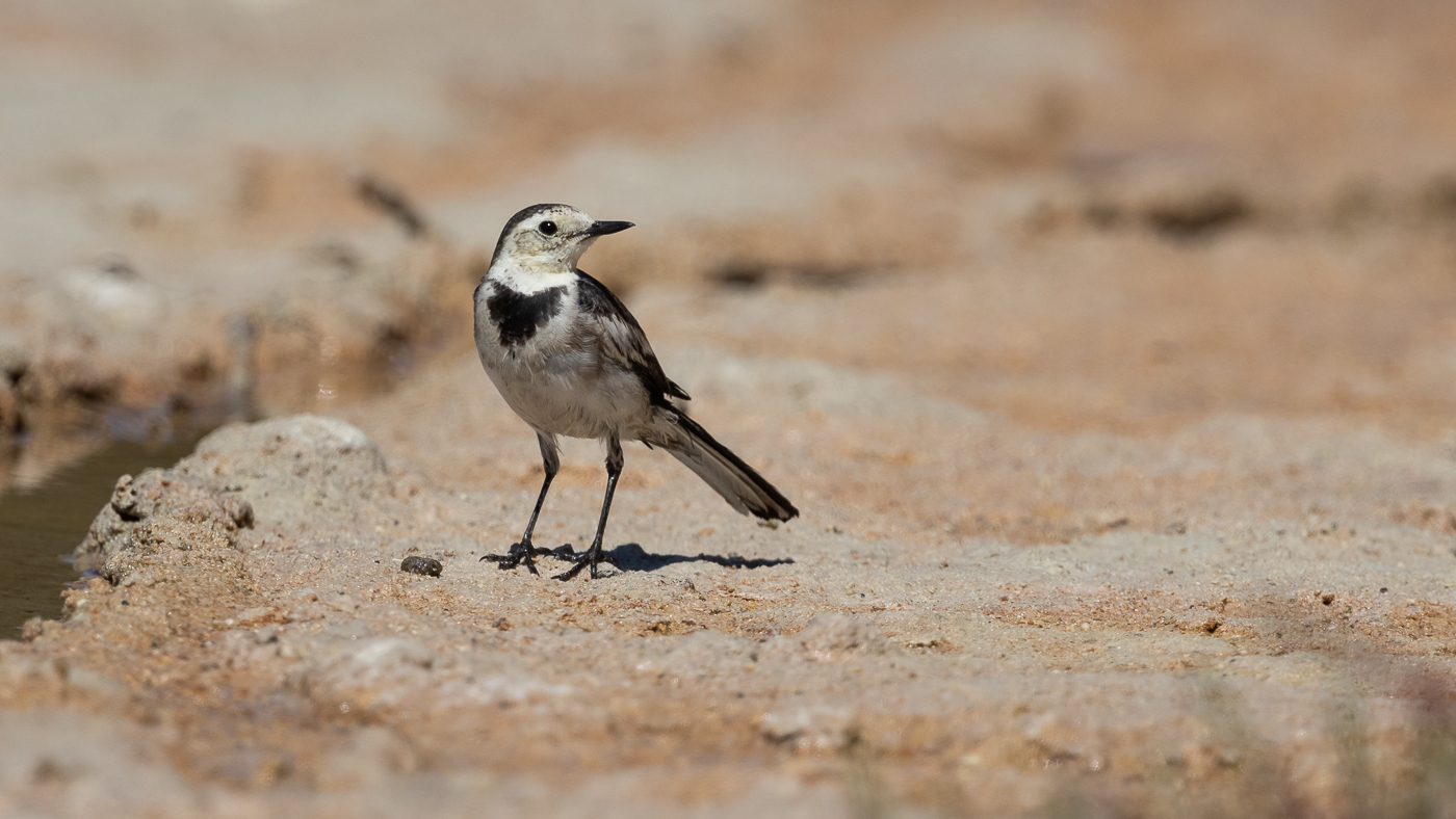 White Wagtail (Image ID 33605)
