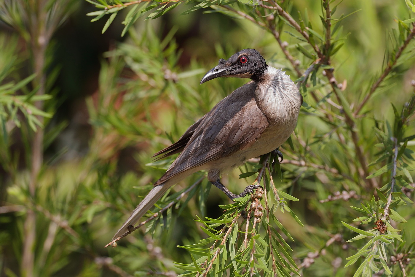 Noisy Friarbird (Image ID 33297)