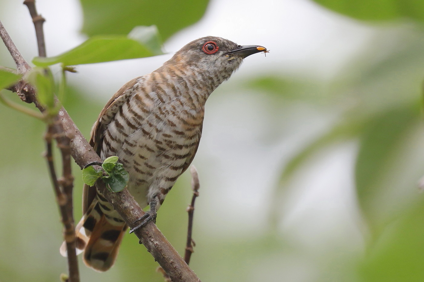 Little Bronze-Cuckoo (Image ID 33350)