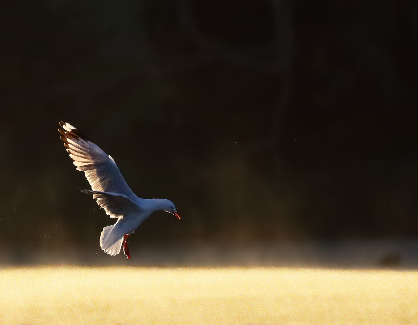 Silver Gull (Image ID 33336)